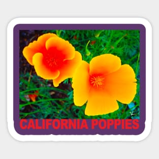 California Poppies Sticker